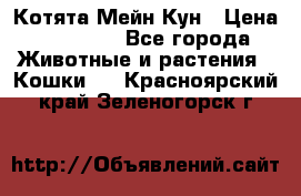 Котята Мейн Кун › Цена ­ 15 000 - Все города Животные и растения » Кошки   . Красноярский край,Зеленогорск г.